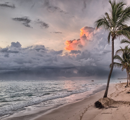 Seashore, sky and palm trees